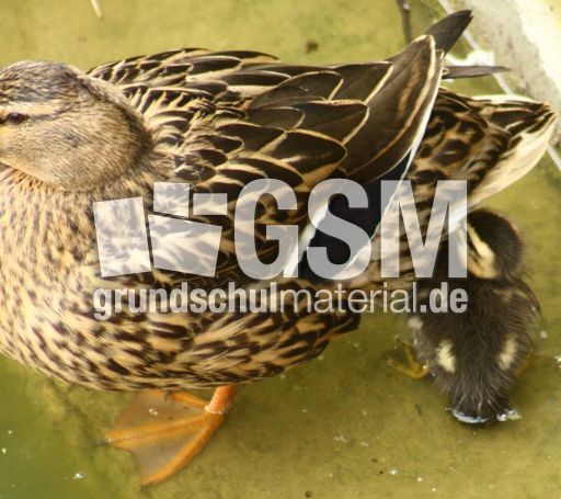 Stockente-mit-Küken-A 085.jpg